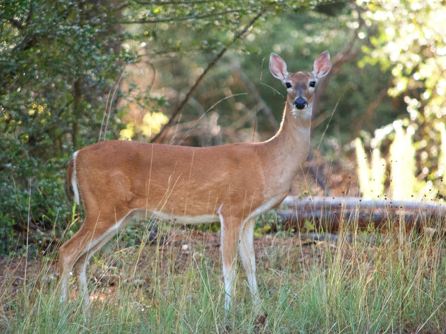 A doe pauses in a clearing.