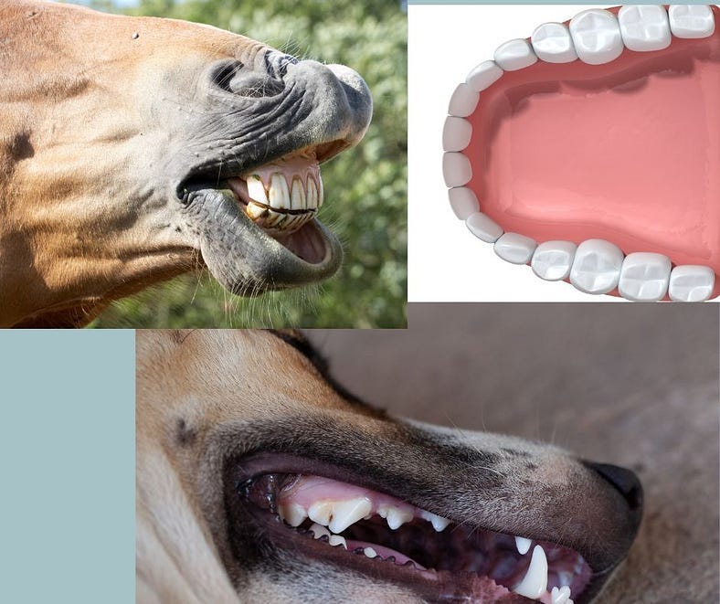 A horse mouth showing teeth (upper left); a drawing of human teeth (upper right) and the mouth of a dog across the bottom A horse mouth showing teeth (upper left); a drawing of human teeth (upper right) and the mouth of a dog across the bottom