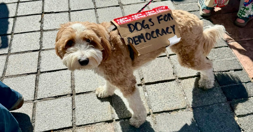 A dog wears a sign that says "dogs for democracy". A dog wears a sign that says "dogs for democracy".