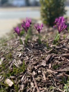 small purple irises