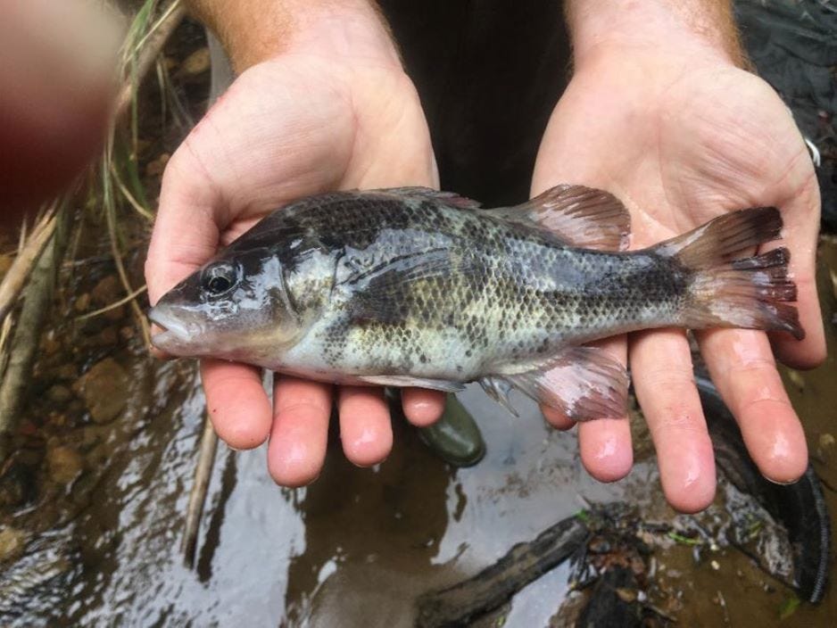 blue mountains perch blue mountains perch