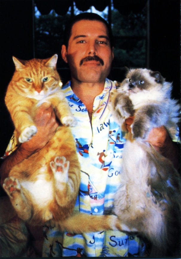 20 Pics Of Freddie Mercury And His Beloved Cats | Bored Panda