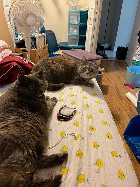 A collection of photos of Dilly (grey tortoiseshell cat) with her best friend Lucy (tortoiseshell cat).