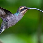 These hummingbirds evolved dagger-like bills for aggressive fights