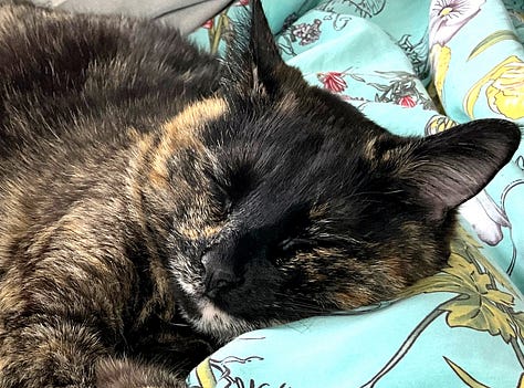 A gallery of 3 Morticia pictures showing her lounging, sleeping, and a funny expression