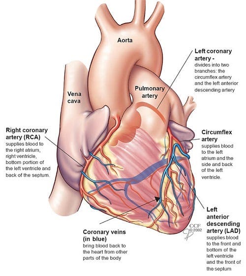Heart: Anatomy and Function Heart: Anatomy and Function