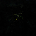 A tiny light in the wild night