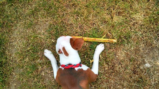 Ruby with bamboo2 Ruby with bamboo2