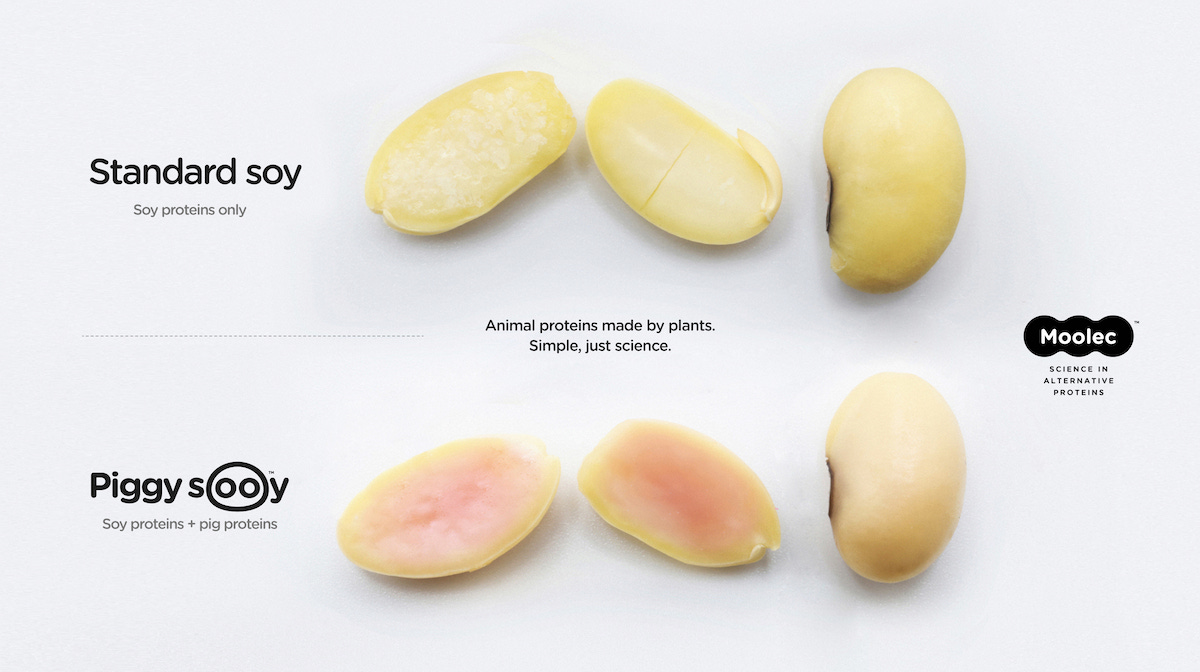 Moolec Science develops tech to grow pork protein in soybeans