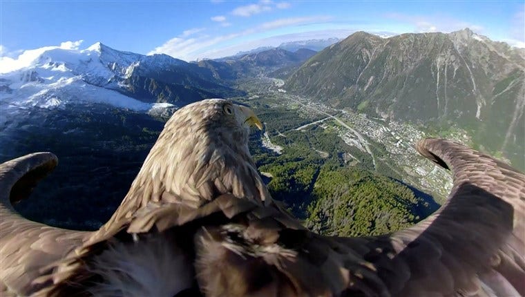 Image: Victor a nine year old white-tailed eagle equipped with a 360 camera flies over glaciers and mountains in Chamonix Image: Victor a nine year old white-tailed eagle equipped with a 360 camera flies over glaciers and mountains in Chamonix