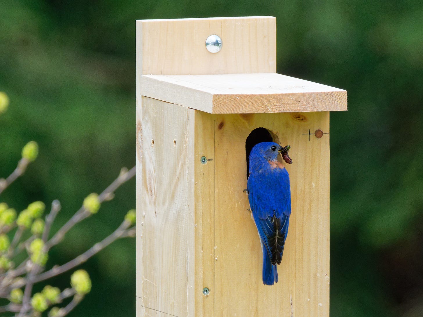 Bluebird with a juicy caterpillar