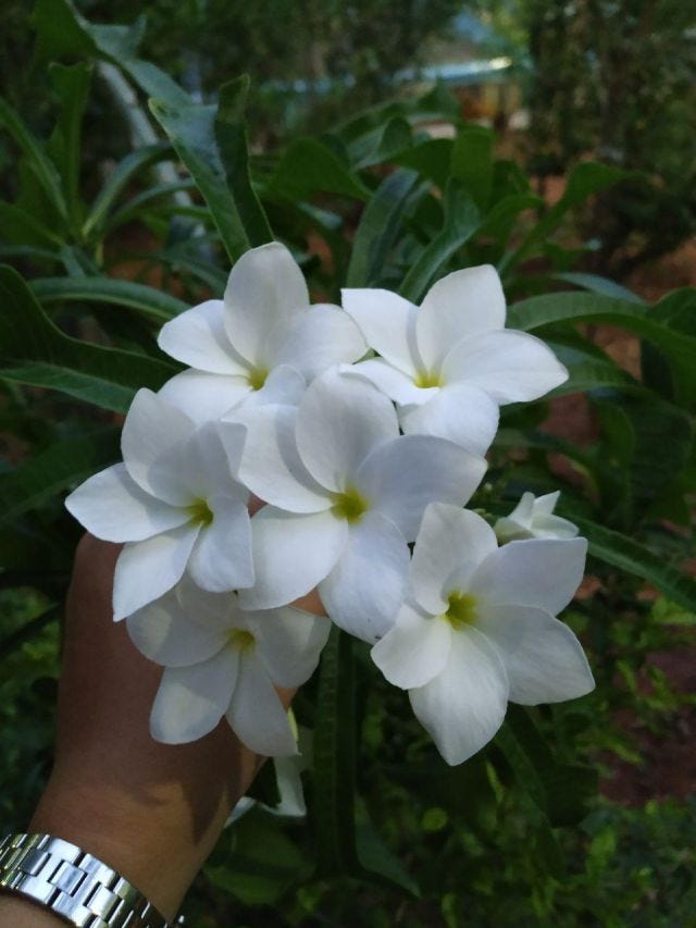 A clump of white flowers in a bush being held down by a hand. A clump of white flowers in a bush being held down by a hand.