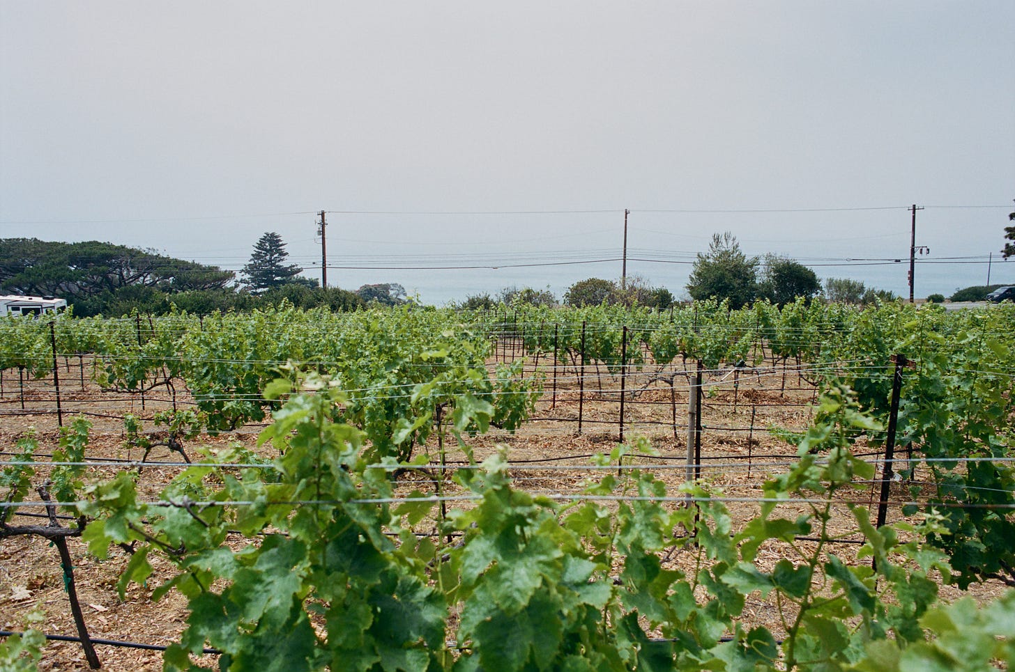 The vineyard with its view of the Pacific