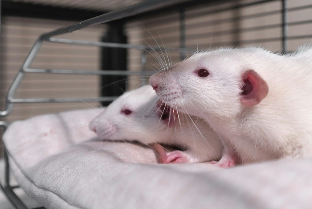 white mouse on pink textile
