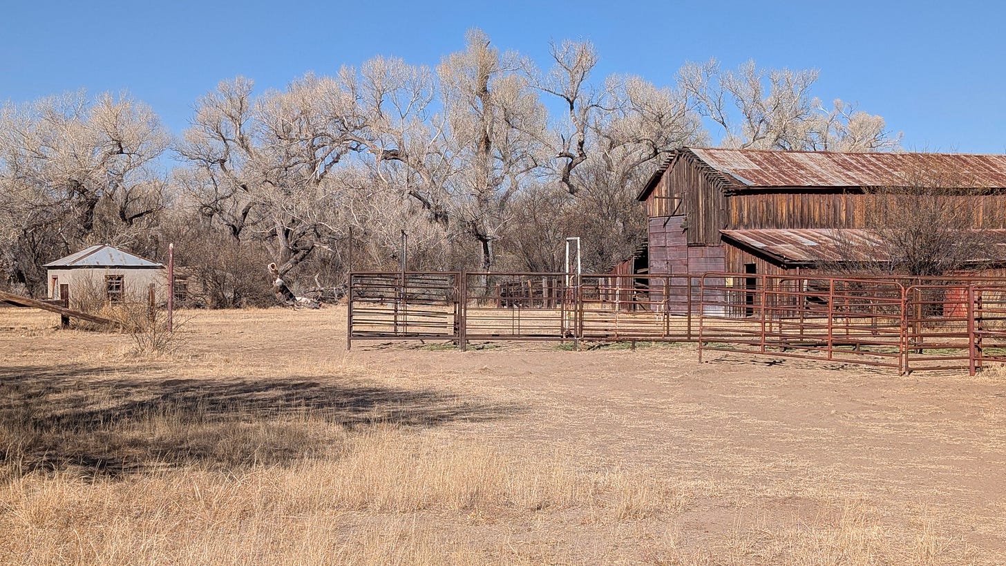 old barn and cottonwood trees