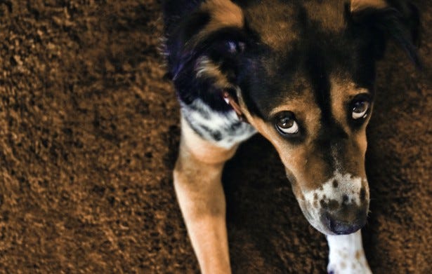 Sad Eyes Dog Free Stock Photo - Public Domain Pictures