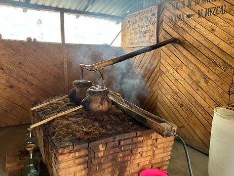 Algave plants, process to distal and taste mescal