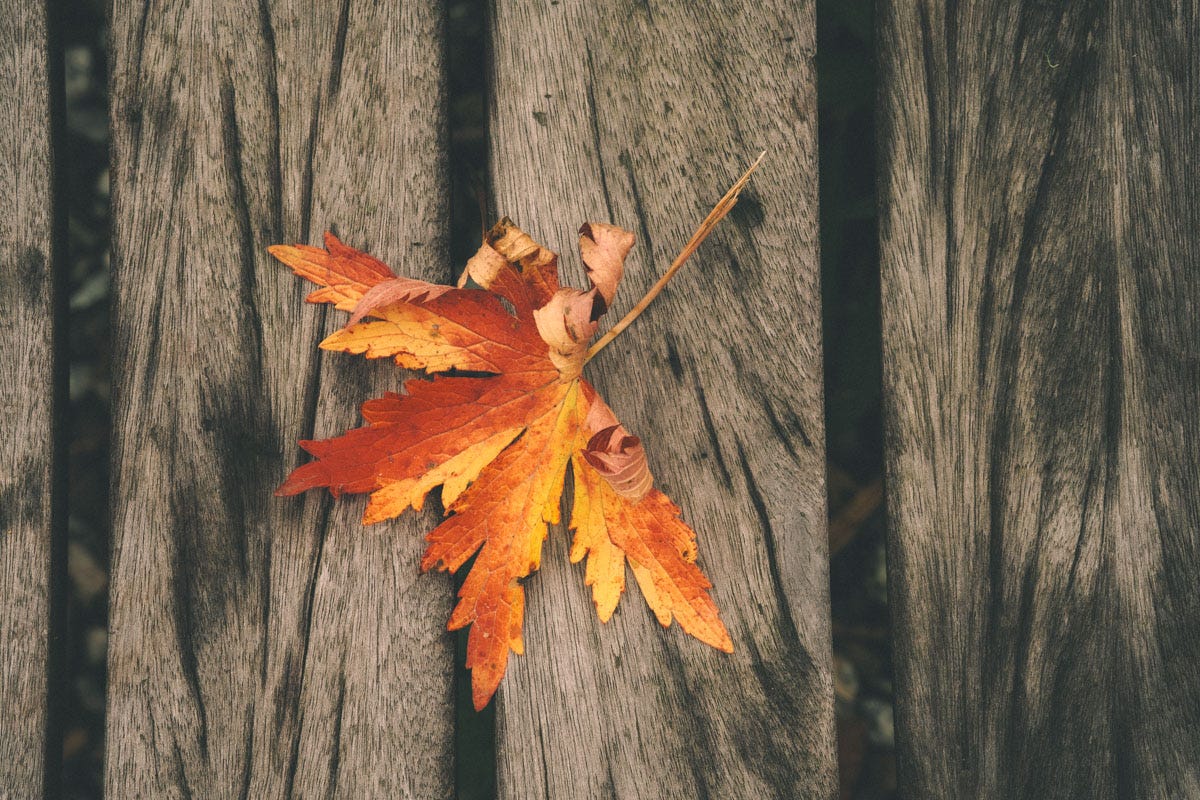 A red and orange leaf on a park bench.