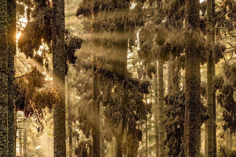 Sunlight streams between tall tree trunks and branches that are covered with thousands of monarch butterflies.