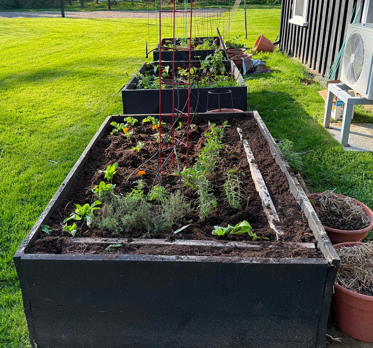 A veggie garden planted by hand while listening to indie podcast series. Lots of tomato plants and herbs visible