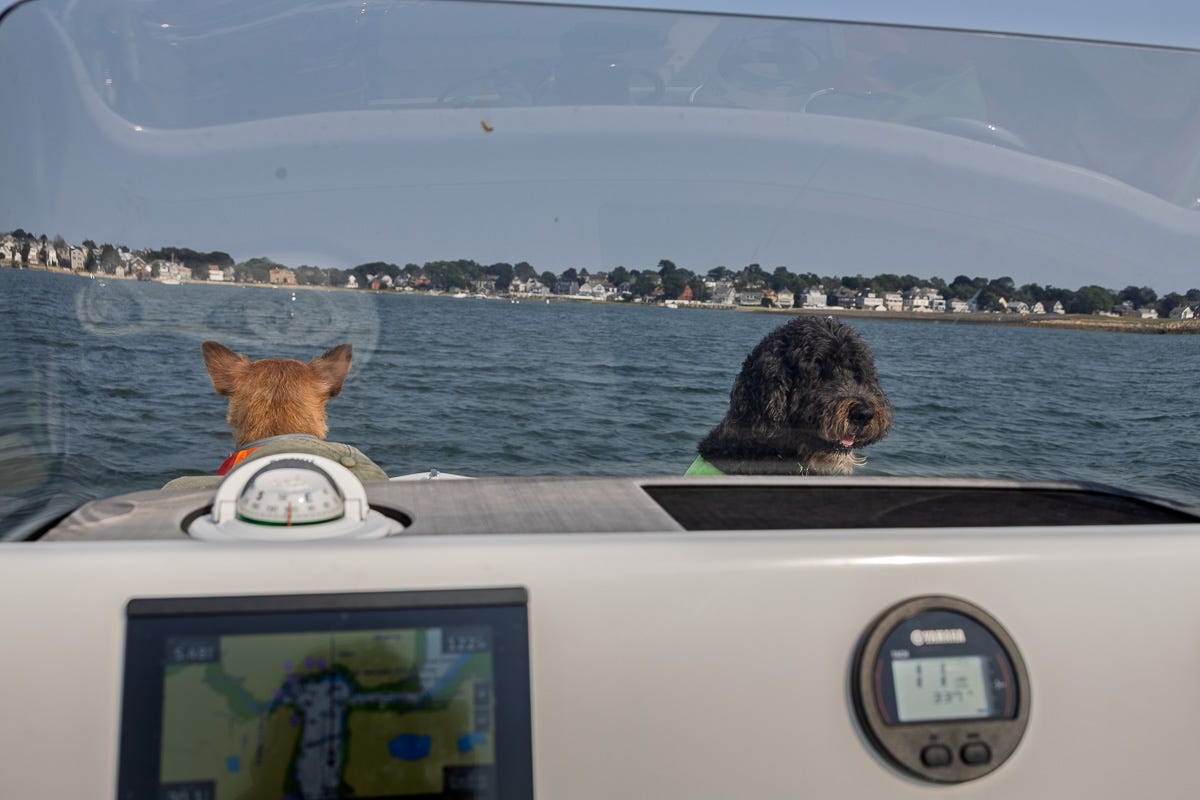 Two dogs wearing life jackets looking out from the bow of a boat toward shoreline houses in Boston Harbor