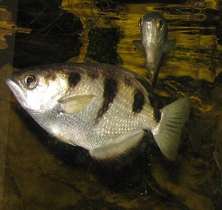 archerfish - Wiktionary, the free dictionary