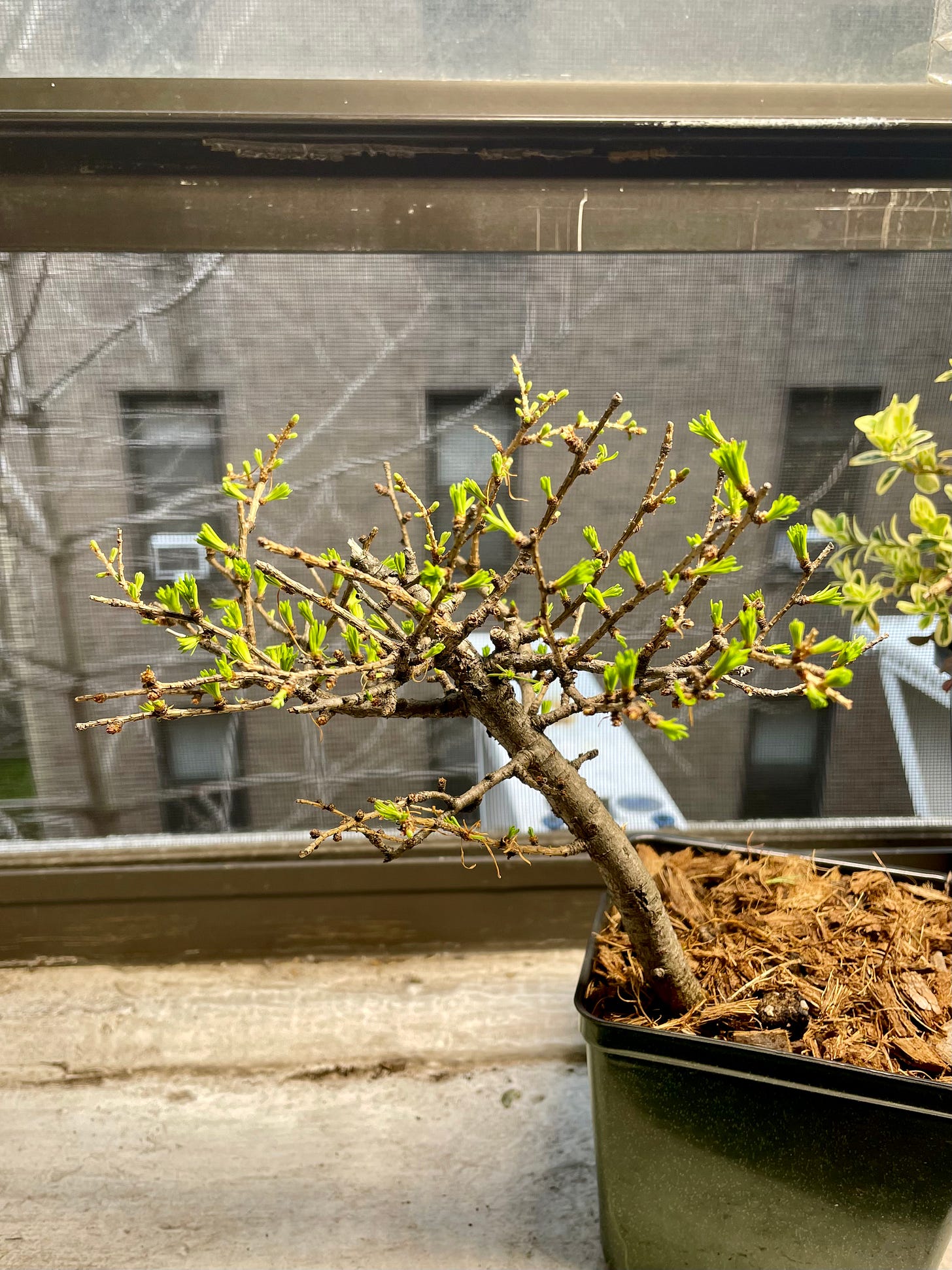 ID: The unpruned larch tree viewed from the side.
