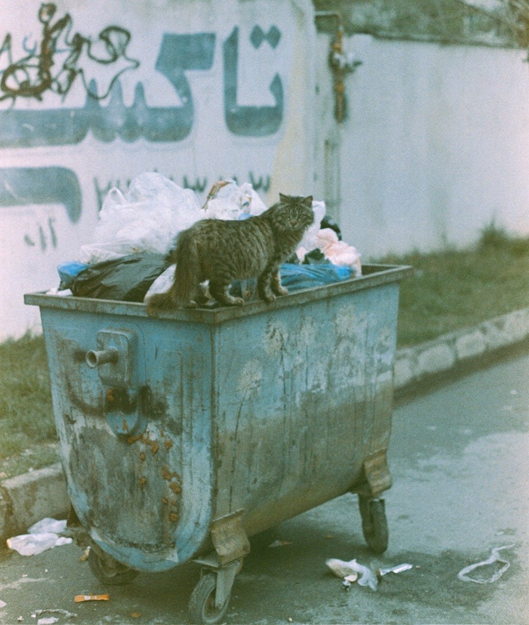 a cat sitting on top of a trash can a cat sitting on top of a trash can