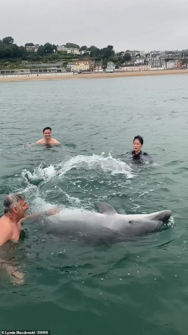 Do male dolphins like Reggie really find women in wetsuits ...