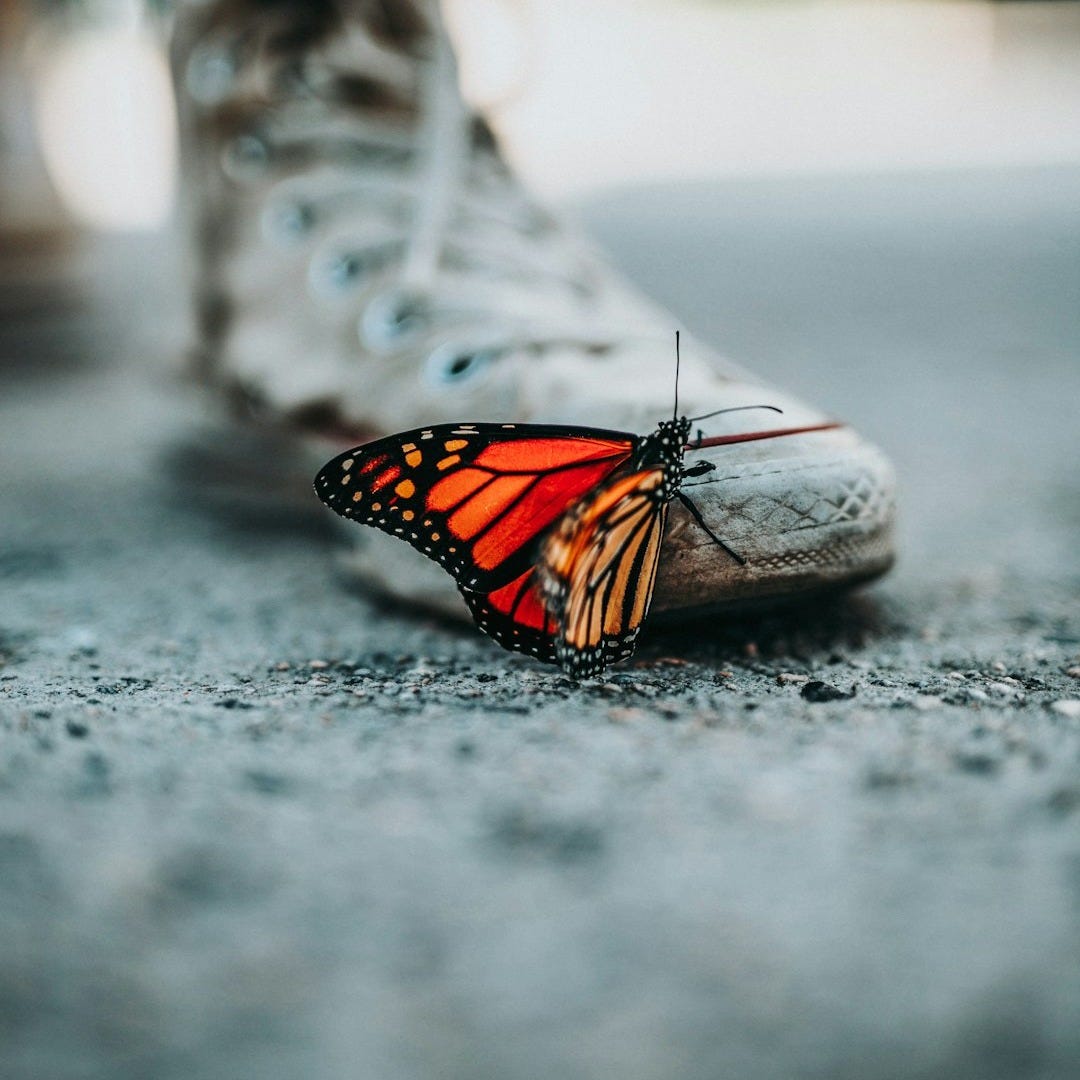 selective focus photo of butterfly on shoe selective focus photo of butterfly on shoe
