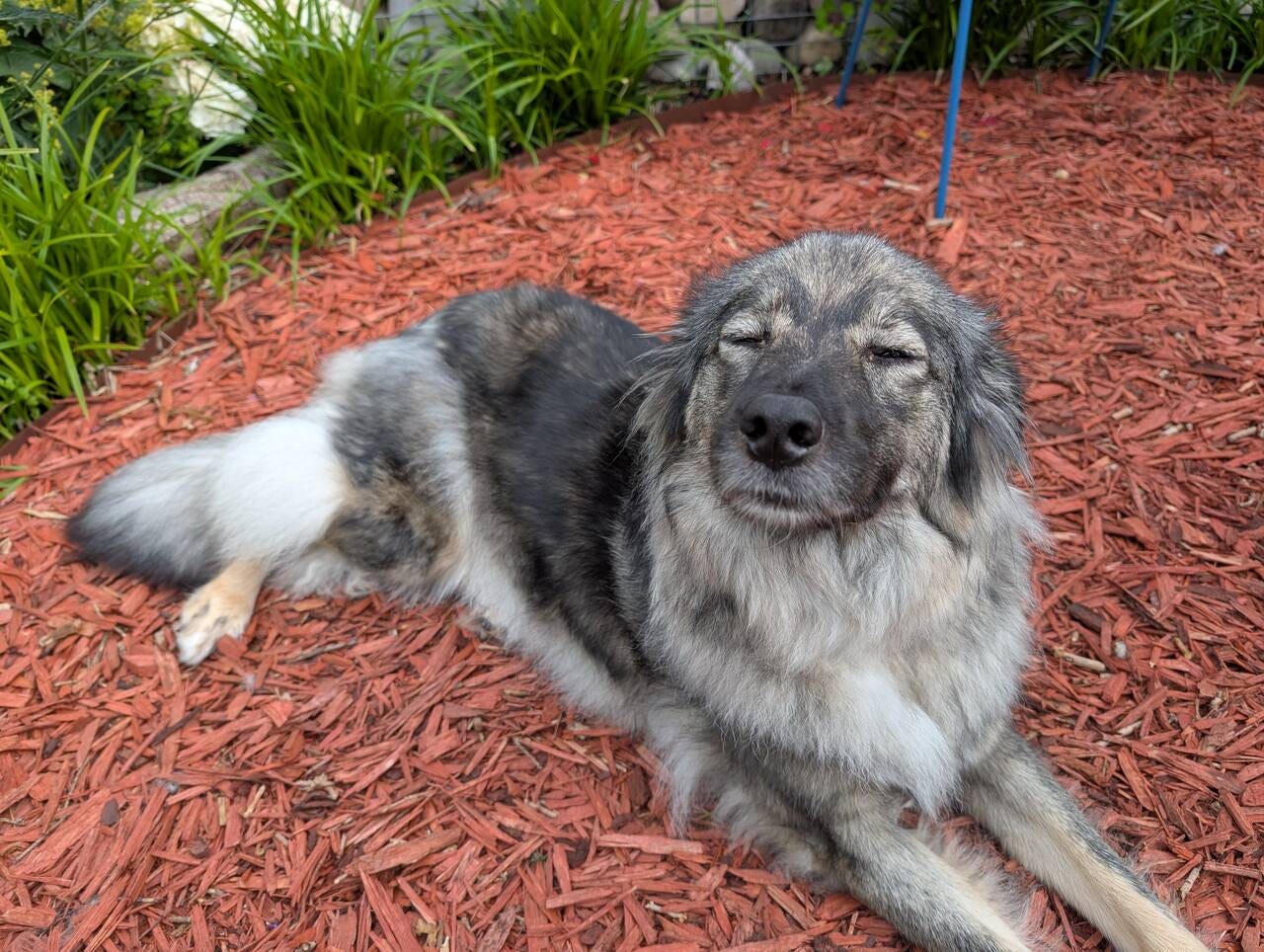 Mera in the garden
