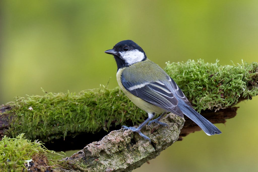 Parus major - Great Tit | Ralphie Spring | Flickr