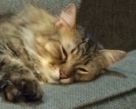 Chase Uber Content Cats Drool Chase Uber Content Cats Drool