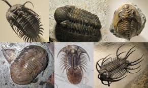 Trilobite - Wikipedia