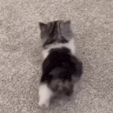 a cat is laying on its back on a carpet and looking at the camera .