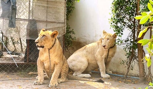 lions26.jpg