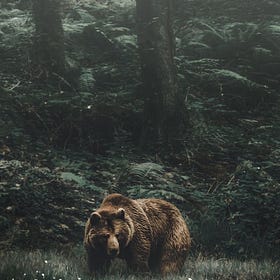 letters to the sunday scaries (and hibernating)