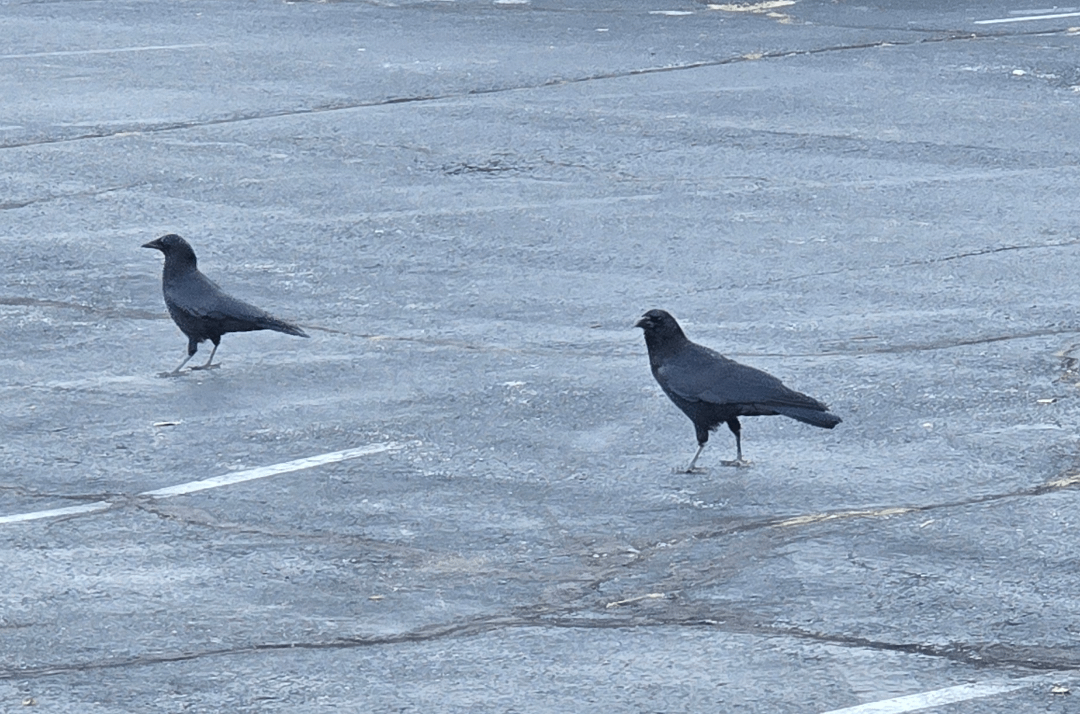 Parking lot Crows : r/crows