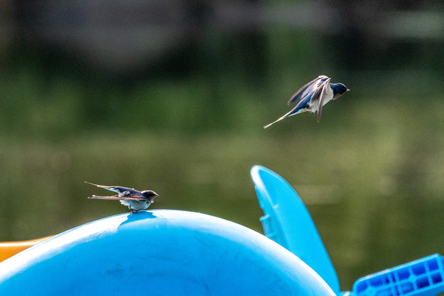 Two barn swallows, which have blue and orange in their coloration, flirting on and above blue and orange plastic paddleboats parked on the lake