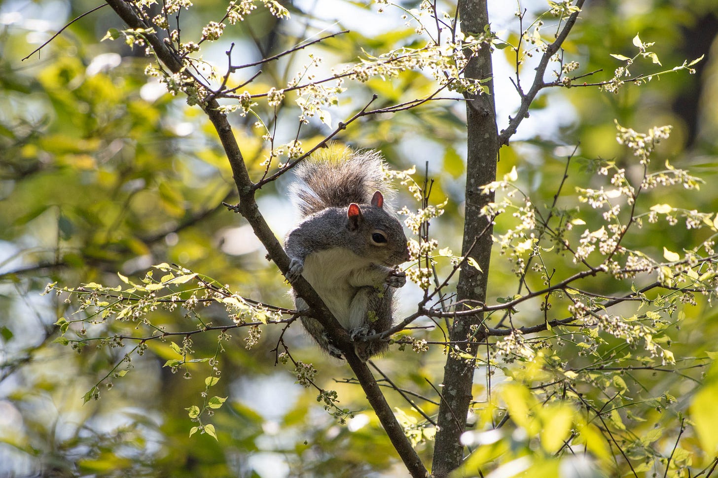 Gray squirrel in a tree, with a background of green-gold sunlit leaves. The squirrel is snacking on green-gold seed pods on the tree. Gray squirrel in a tree, with a background of green-gold sunlit leaves. The squirrel is snacking on green-gold seed pods on the tree.