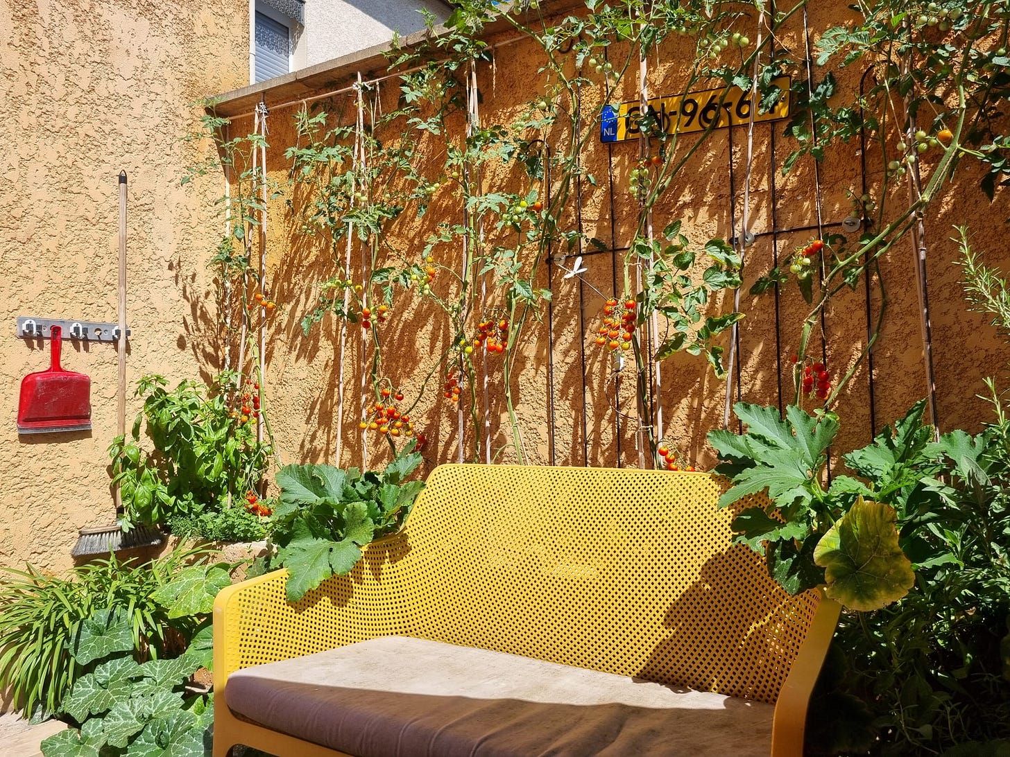 On our terrace in France, the tomato plants entwine around the Dutch plat