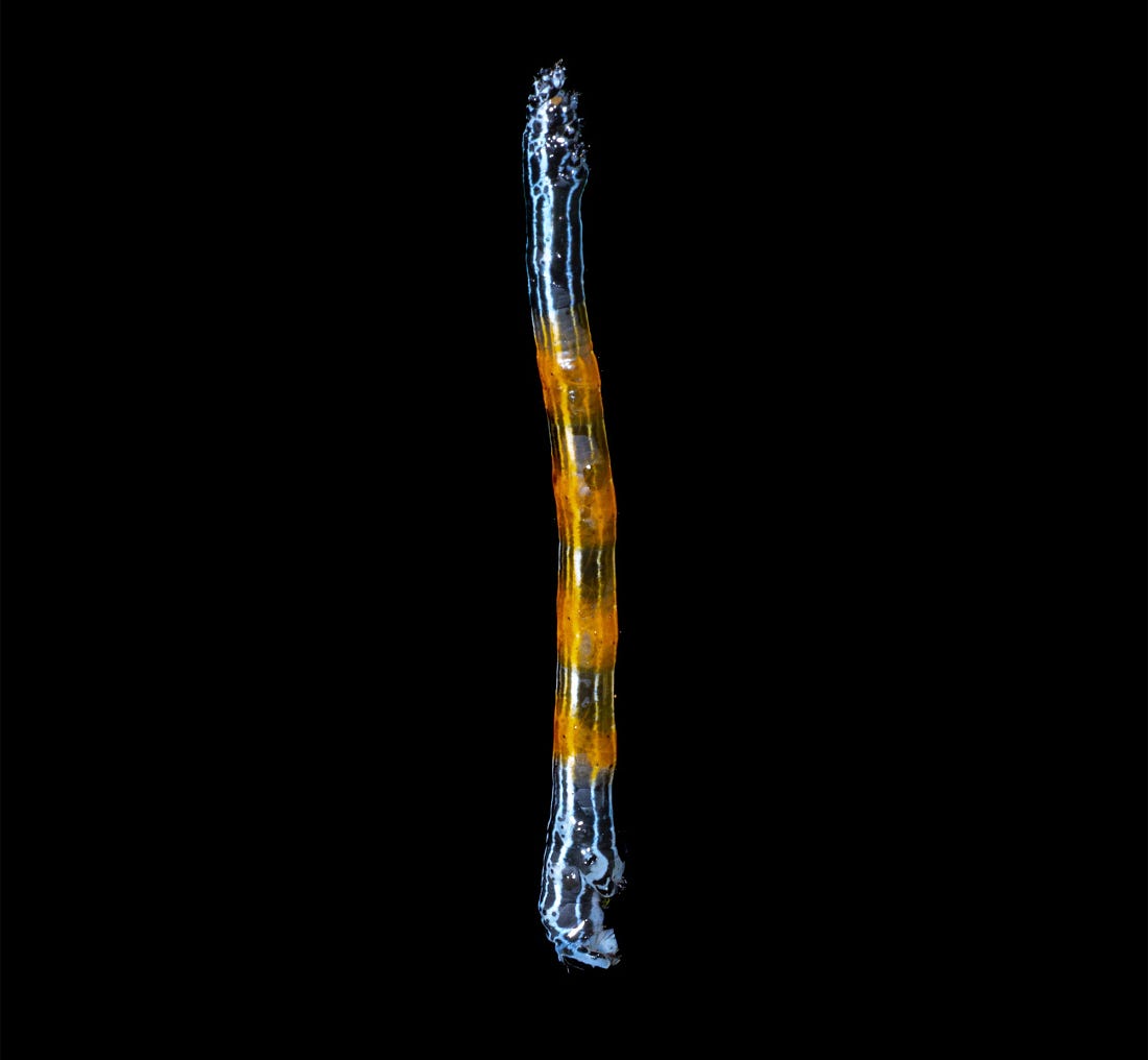 Simena luctifera, a Neotropical erebid moth caterpillar with translucent body and alternating amber and pale bands, isolated against a black background.