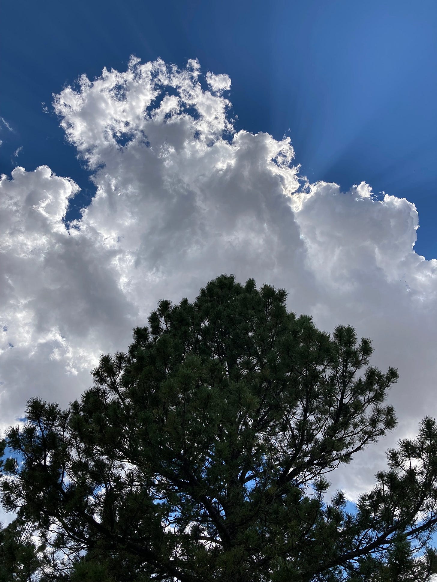 Clouds and Trees, 2022-07-12