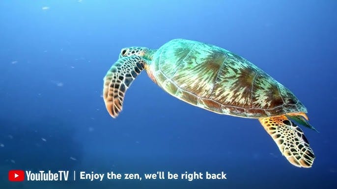 youtube tv enjoy the zen compilation - YouTube
