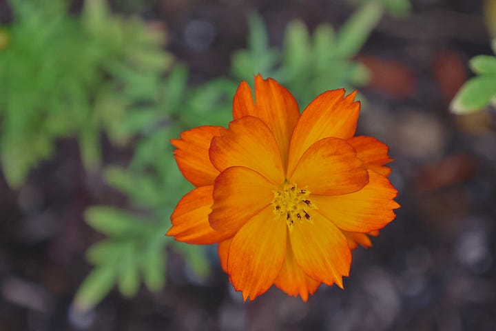 a variety of cosmos flowers