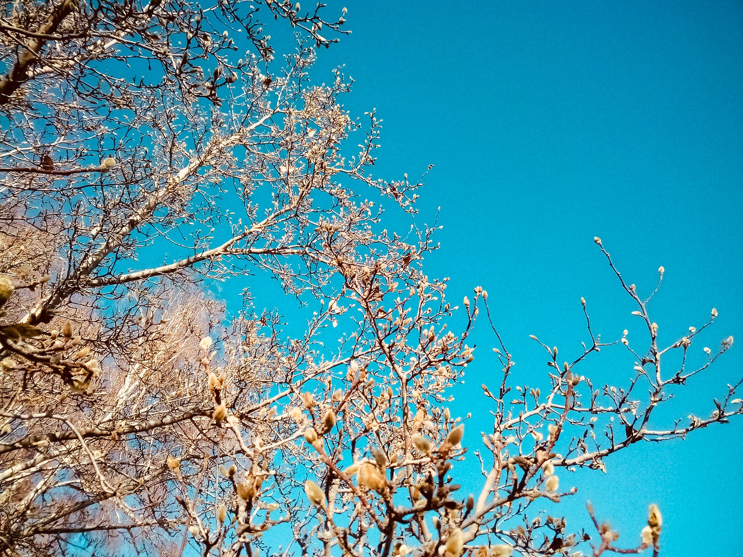 Magnolia tree in bud