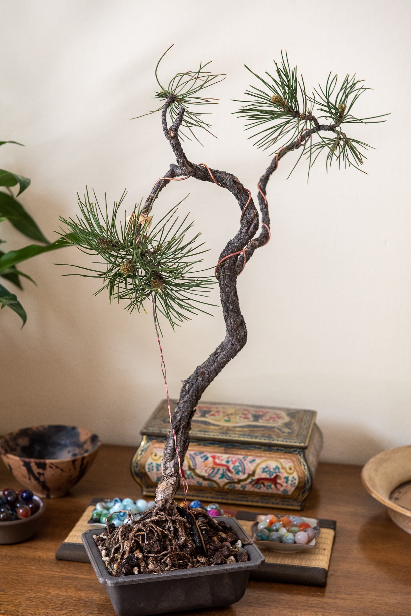 Image description: the styled ponderosa pine. End image description. Image description: the styled ponderosa pine. End image description.