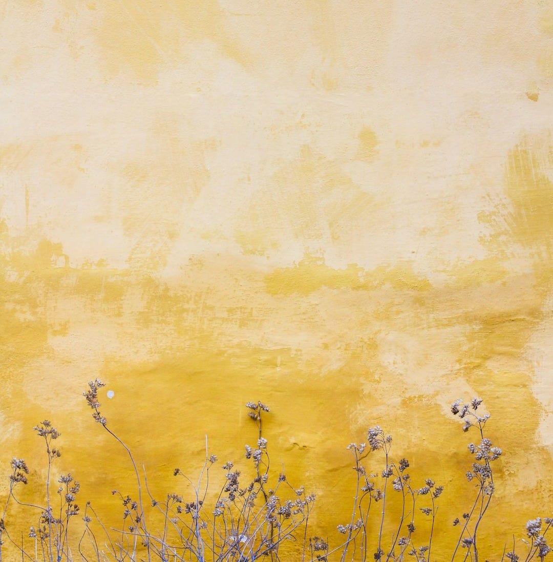 flowers beside yellow wall