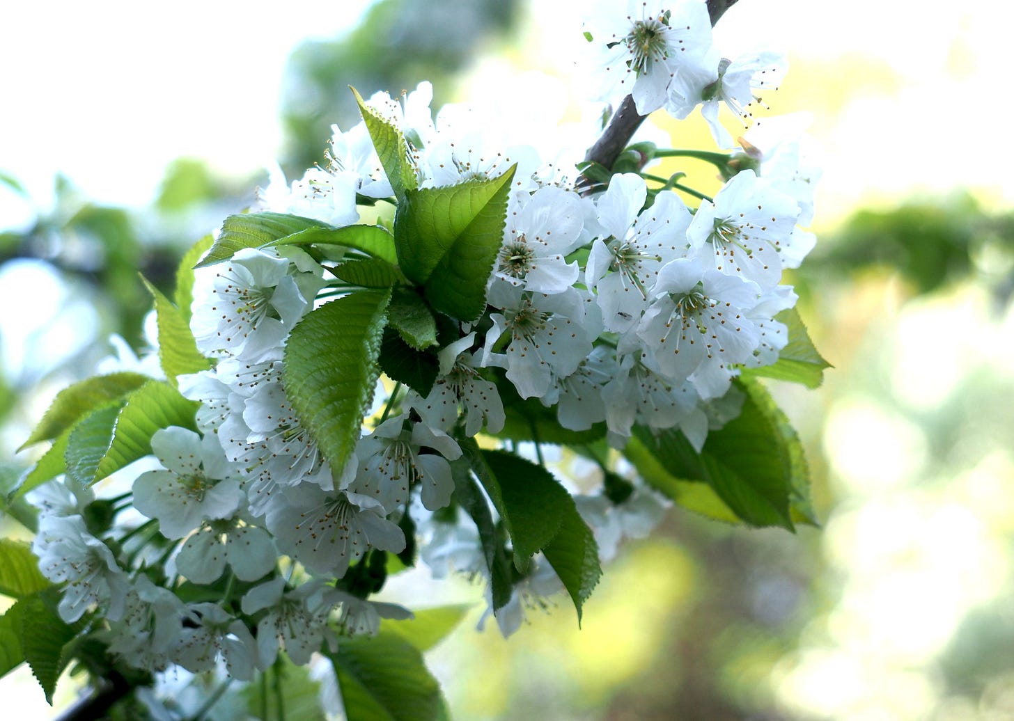 White flowers of cherry blossom. White flowers of cherry blossom.