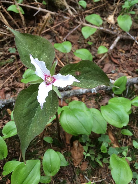 early spring, woodland flowers